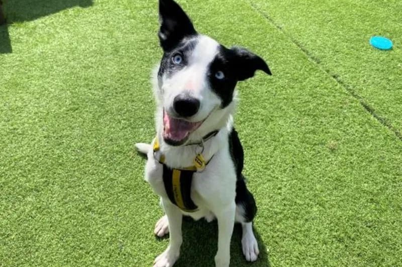 Hugo is an energetic one-year-old collie who loves going on long walks exploring all sights. He is a friendly lad who can live with children aged 14 and above and although he can say hello to other polite dogs when out on walks, he would like to be the only pet in the home. Hugo is a clever boy who already knows a few tricks and is looking for experienced owners who are keen to continue his training in his new home.