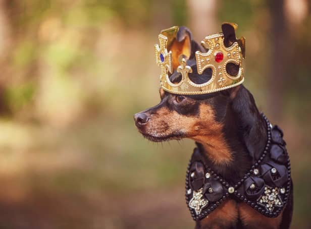 When your dog looks as regal as this, you need a name to match.
