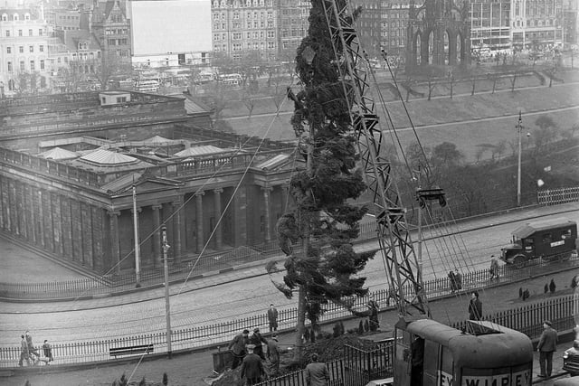 A Christmas Tree blew in the wind as it was placed into position at the Mound. The tree has been gifted to Edinburgh from the St Andrew's Society of Denmark every year since the end of World War II.