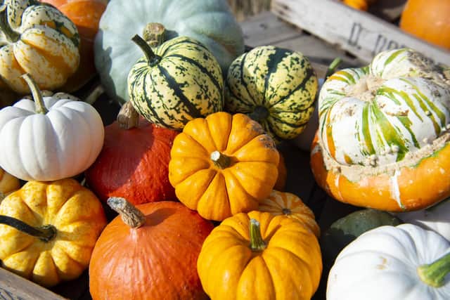 Pumpkin picking near Edinburgh 2021: 4 patches and farms near me to visit this autumn and Halloween