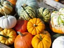 Pumpkin picking near Edinburgh 2021: 4 patches and farms near me to visit this autumn and Halloween