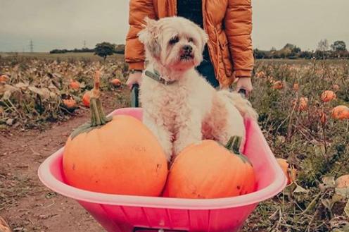 How cute is this photo of Charlie the dog in a wheelbarrow picking pumpkins - from @david8photography
