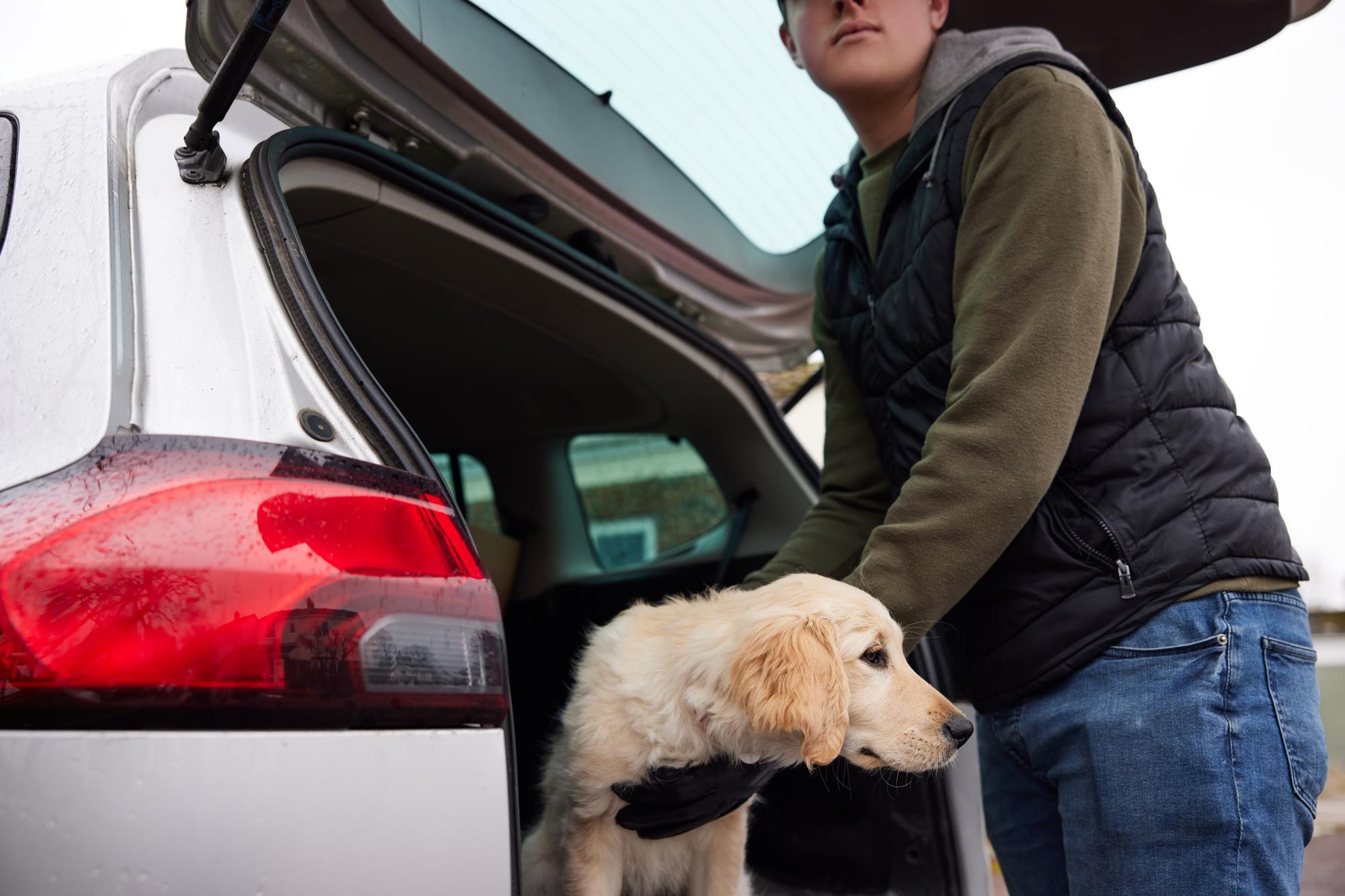 Stolen dog breeds 2025: Top 10 loved dog breeds with the most reported thefts - including the loyal Labrador