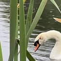 The Scottish SPCA say the swan was knocked unconscious but came round and then swam away, still bleeding.
