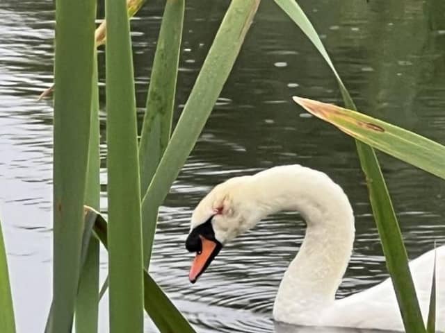 The Scottish SPCA say the swan was knocked unconscious but came round and then swam away, still bleeding.