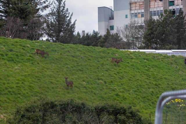 Deer spotted on Mayfield Road, close to Edinburgh University's King's Buildings campus.