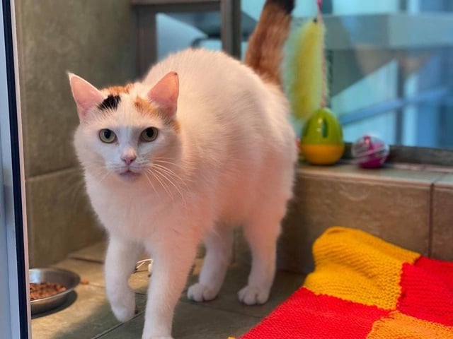 Emma is a shy girl but once she has settled, she is quite affectionate and would make a great addition to the right family.