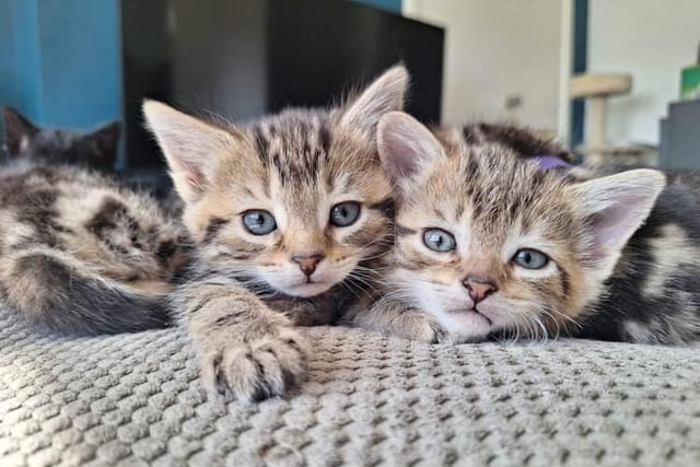 Kerri White shared this photo of absolutely adorable kittens.