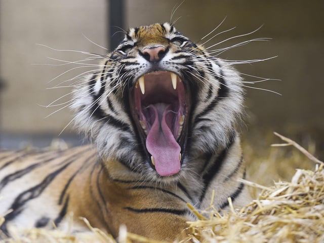 Edinburgh's visitor attractions, including the zoo, are bouncing back from the effects of the pandemic.
Figures for 2021 show a significant recovery in the number of visitors compared with 2020. The top attraction in the Capital was the National Museum of Scotland in Chambers Street, where there were 661,000 visitors - up 48.4 per cent on 2020; next was the Royal Botanic Garden, which welcomed 648,000 visitors, a 43.1 per cent increase; and the zoo recorded 632,000 people, a massive 116 per cent up on the previous year.
COVID 19, CORONA VIRUS - Edinburgh Zoo re-opens its doors today after being closed for over 3 months due to COVID 19