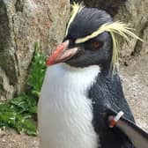 Edinburgh Zoo's oldest penguin has died after a fox broke into their enclosure. Photo Edinburgh Zoo