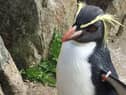 Edinburgh Zoo's oldest penguin has died after a fox broke into their enclosure. Photo Edinburgh Zoo