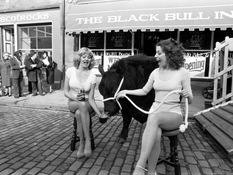 Models with a real black bull at the opening of The Black Bull Inn in the Grassmarket Edinburgh, March 1980.