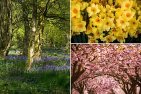 Spring 2022: When does spring start, when is the first day of the season - and what is the Spring equinox? (Image credit: Getty Images via Canva Pro)