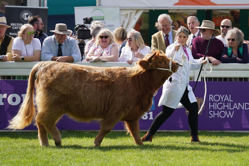 A Highland cow is paraded in the judging ring at the Royal Highland Centre in Ingliston, Edinburgh, on day one of the Royal Highland Show.