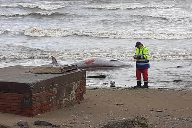 Large sea mammal washed up at the foot of Brunstane Burn picture: supplied