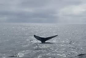 The 'mighty' humpback whale was seen breaching in waters between Edinburgh and Fife. (Photo credit: David Steel)