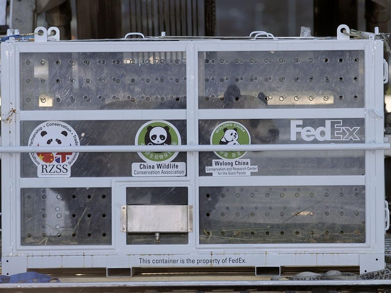 The pandas arrived from China at Edinburgh Airport, before a police escort took them to Edinburgh Zoo on 4 December, 2011. Yang Guang, the male panda, is second off the plane, before being loaded into a Fedex van.