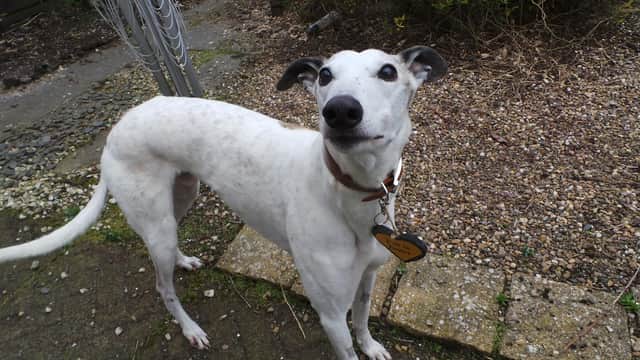 Lord Eric Longlegs came to the rehoming centre before lockdown