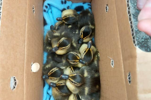 The baby ducks were put in a box with a blanket in it to keep them warm (Photo: Police Scotland).