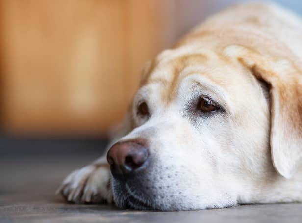 These are the breeds of dog that are predisposed to suffering from separation anxiety.