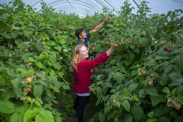 Craigies Farm in South Queensferry expects 100 tonnes of fruit to be picked and 50,000 visitors welcomed this summer.