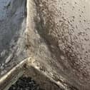 Damp and mould complaints have shot up by 895 per cent in three years.