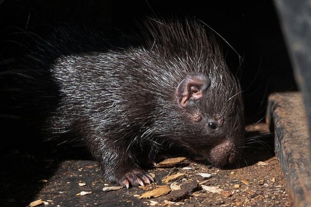 Scotland’s only baby porcupine, known as a porcupette, was born at Edinburgh Zoo in 2021, to first time parents Zahara and Rick. The baby was named Fiddich by the wildlife charity's patrons.