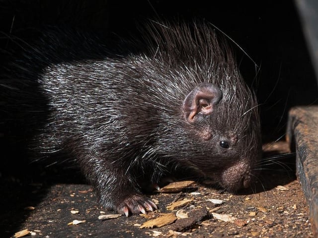 Scotland’s only baby porcupine, known as a porcupette, was born at Edinburgh Zoo in 2021, to first time parents Zahara and Rick. The baby was named Fiddich by the wildlife charity's patrons.