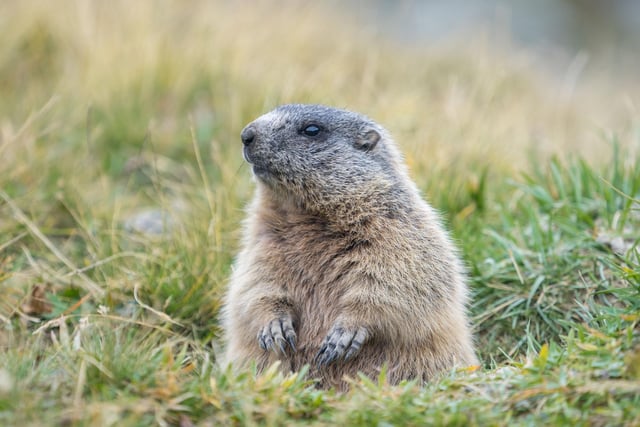 How much wood would a woodchuck chuck, if a woodchuck could chuck wood?
He would chuck, he would, as much as he could, and chuck as much wood as a woodchuck would.
If a woodchuck could chuck wood.