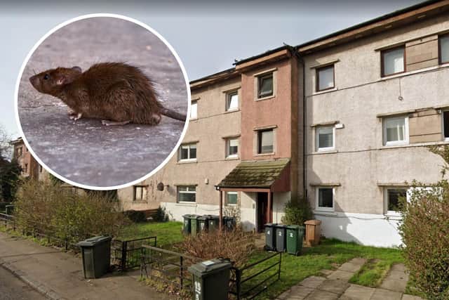 A tenant living in a council flat in Pilton has complained that Edinburgh Council are not doing enough to tackle her mouse infestation.