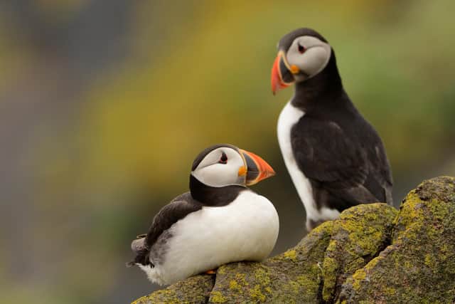 Puffins  on the Isle of May  (Pic: Lorne Gill/SNH)