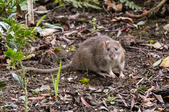 A rat foraging for food