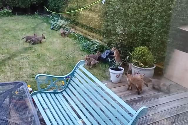 The fox cubs like to return to Javier's garden every night to dig holes and play. Photo: Javier Burón