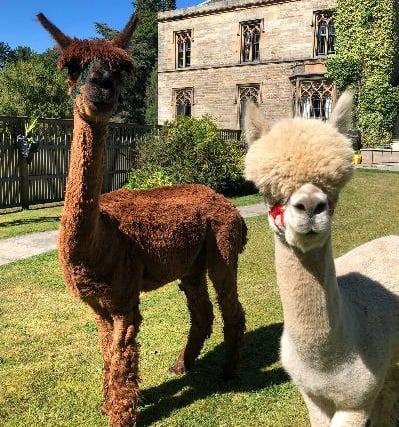 The alpacas, provided courtesy of Bobcat Alpacas in Bonaly, Edinburgh, were predominately hosted in the home’s large wrap-around garden but their visit was also inclusive and tailored for all abilities.