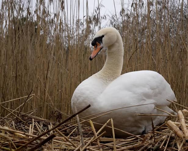A swan sits on her nest guarding cygnets due to hatch over the Coronation weekend.