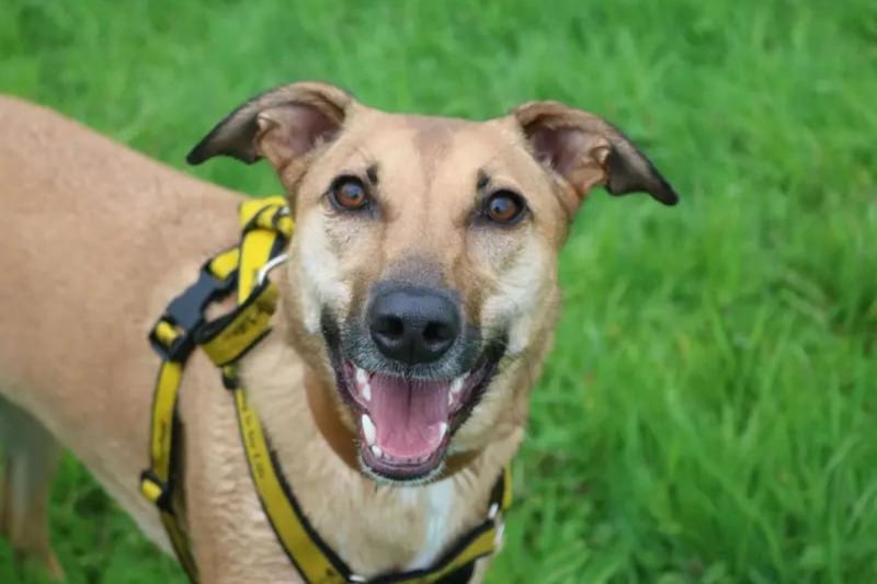 Bree is a beautiful and playful two-year-old lurcher cross who loves meeting people and other dogs. Bree is a friendly girl who can live with another dog and she has happily shared her home with one before. Bree has shown that she isn't comfortable around children so is looking for an adult only home who have experience of looking after dogs. This lovely lurcher would like direct access to a private secure garden that has a 6ft fence so she can zoom around to her heart's content.