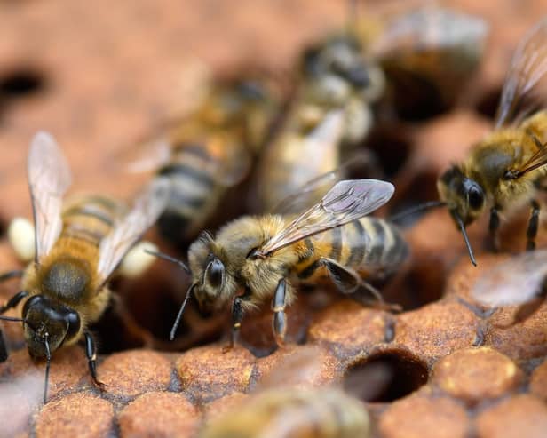 Bees in Brighton will be able to take up residence in 'bee bricks' installed in some new housing developments (Picture: Fred Tanneau/AFP via Getty Images)