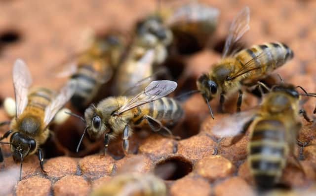 Bees in Brighton will be able to take up residence in 'bee bricks' installed in some new housing developments (Picture: Fred Tanneau/AFP via Getty Images)