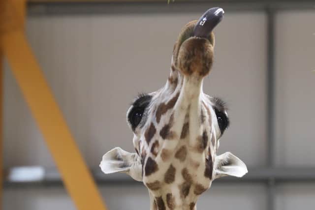 Cheeky boy - Gilbert has life at Edinburgh Zoo licked