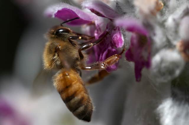 Given how busy they are, sometimes bees need a little help from a friendly human to keep going (Picture: Justin Sullivan/Getty Images)