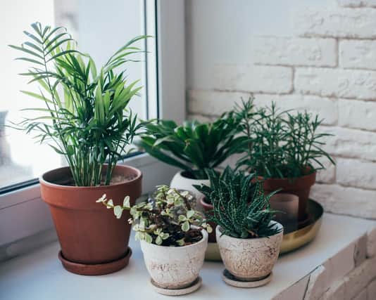 Is now the right time to try your hand at caring for plants? (Photo: Shutterstock)