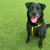 Tina, an adorable 10-year-old labrador, eagerly awaits the opportunity to find her forever family.