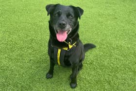 Tina, an adorable 10-year-old labrador, eagerly awaits the opportunity to find her forever family.