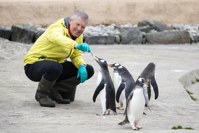 Lib Dem leader Willie Rennie feeds the Gentoo penguins during a visit to Edinburgh Zoo