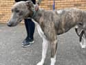The Scottish SPCA would like to trace the owners of the male lurcher found in Dalkeith. Photo: Scottish SPCA.