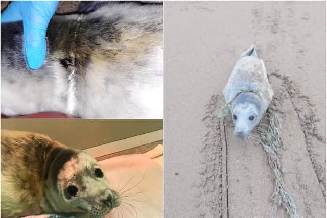 The seal was found seriously injured on a beach in Dunbar. Pic: SSPCA
