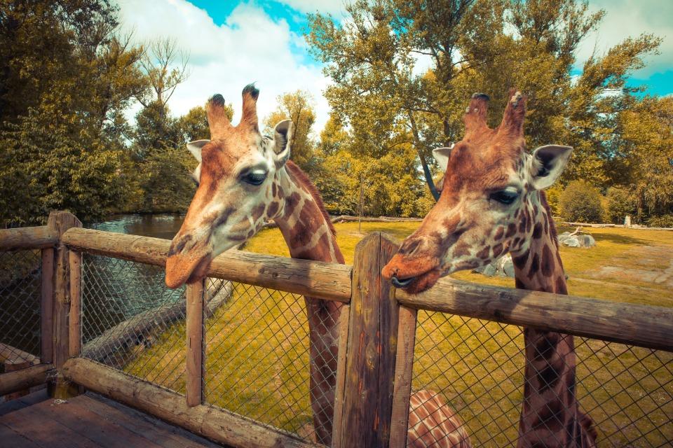 virtual tour edinburgh zoo