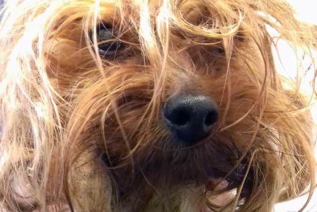 Poor wee Yorkie Max was found very thin with matted fur