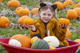 Pumpkin picking season is here - and there are plenty of patches near Edinburgh, including Kilduff Farm in East Lothian.