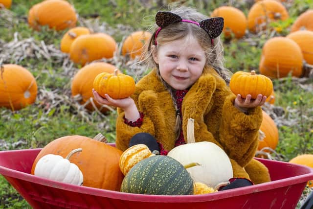 Pumpkin picking season is here - and there are plenty of patches near Edinburgh, including Kilduff Farm in East Lothian.